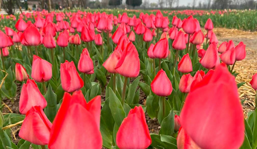 Sant’andrea di Barbarana: trentasettemila tulipani nel ricordo di Michela