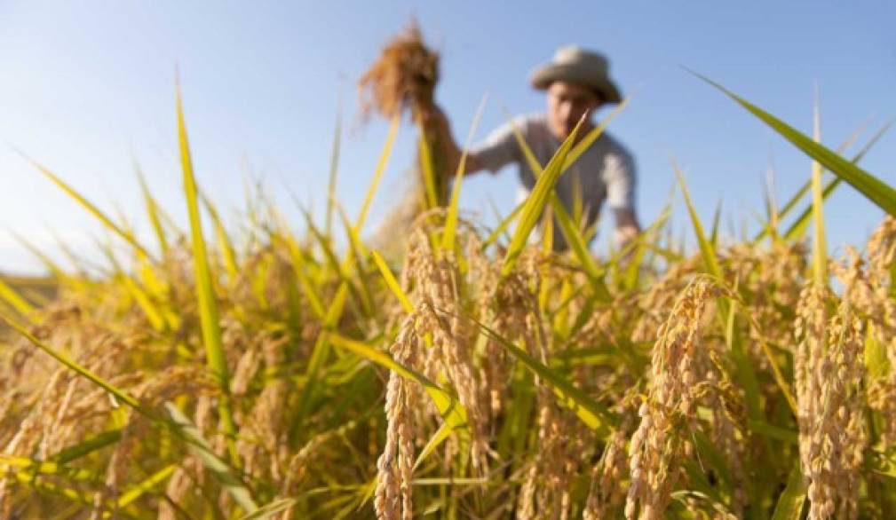 Coldiretti Treviso: i voucher in agricoltura vanno salvati Coldiretti Treviso: i voucher in agricoltura vanno salvati