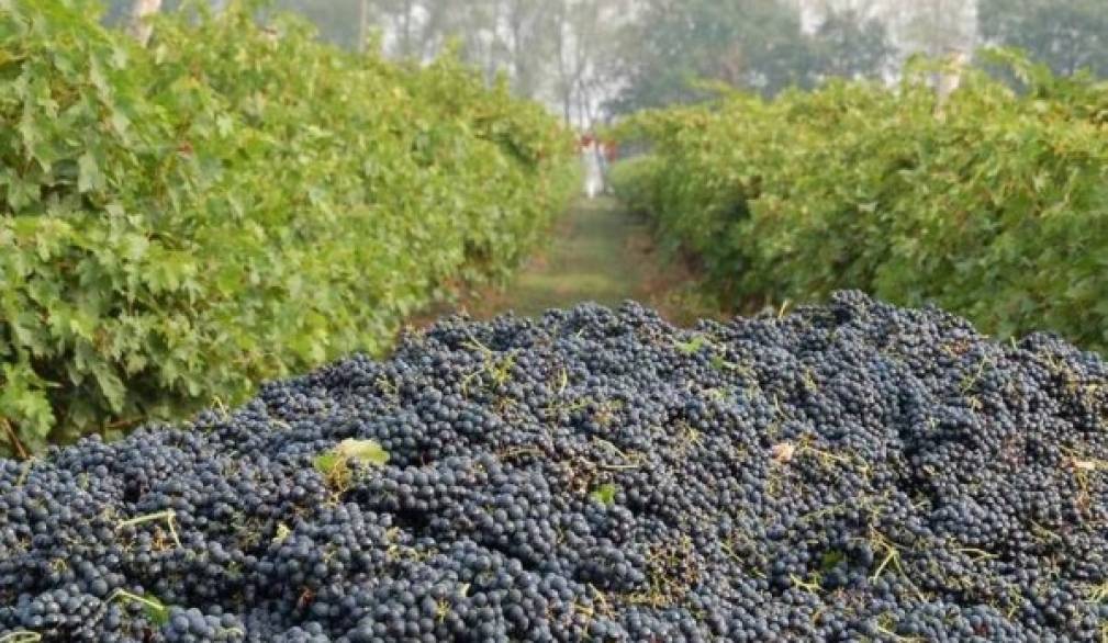 Vendemmia in Veneto: il via a Ferragosto Vendemmia in Veneto: il via a Ferragosto