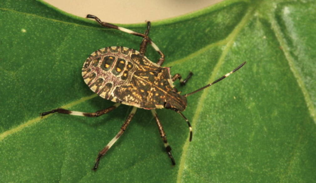 Cimice asiatica, l'invasione continua Cimice asiatica, l'invasione continua