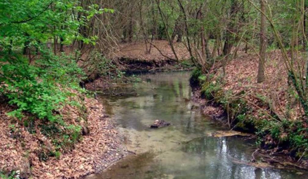 Resana: sorgenti del dese, il recupero dov'è? La protesta degli ambientalisti Resana: sorgenti del dese, il recupero dov'è? La protesta degli ambientalisti