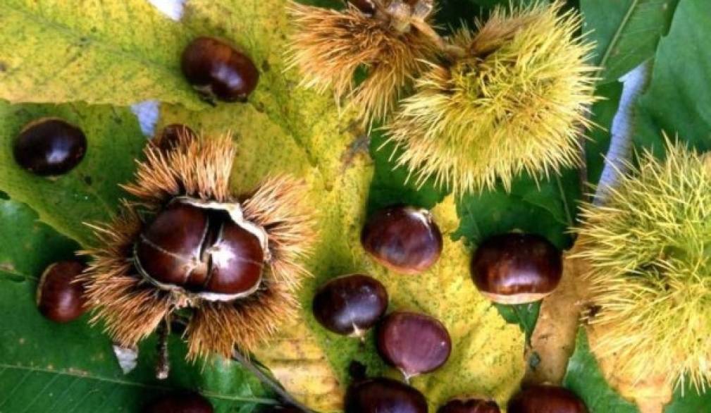 Nasce la strada "dei marroni Igp e dei sapori dei colli trevigiani" Nasce la strada "dei marroni Igp e dei sapori dei colli trevigiani"