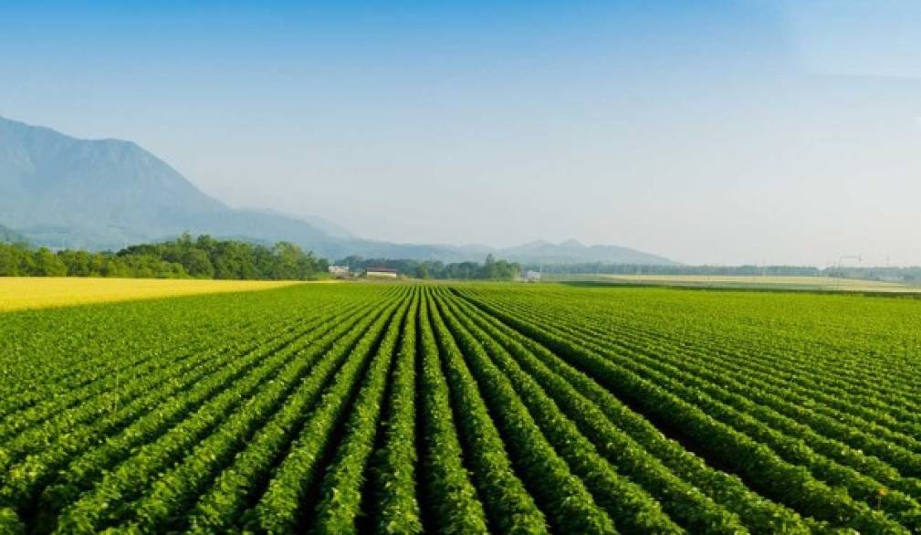 Agricoltura: i giovani investono, e cambiano coltivazioni Agricoltura: i giovani investono, e cambiano coltivazioni