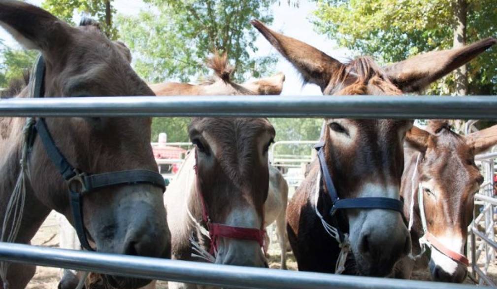 Trebaseleghe: tutta la comunità coinvolta nella Fiera dei Mussi Trebaseleghe: tutta la comunità coinvolta nella Fiera dei Mussi