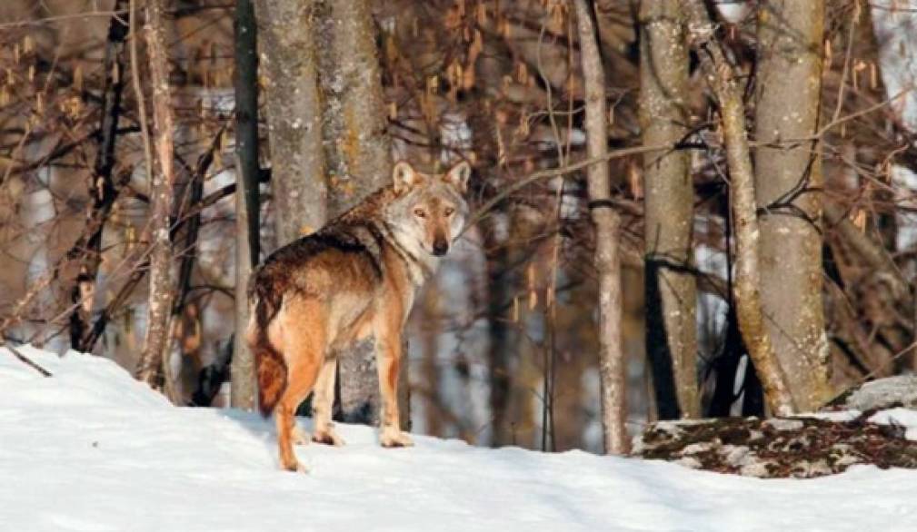 Il ritorno dei lupi sul Grappa Il ritorno dei lupi sul Grappa