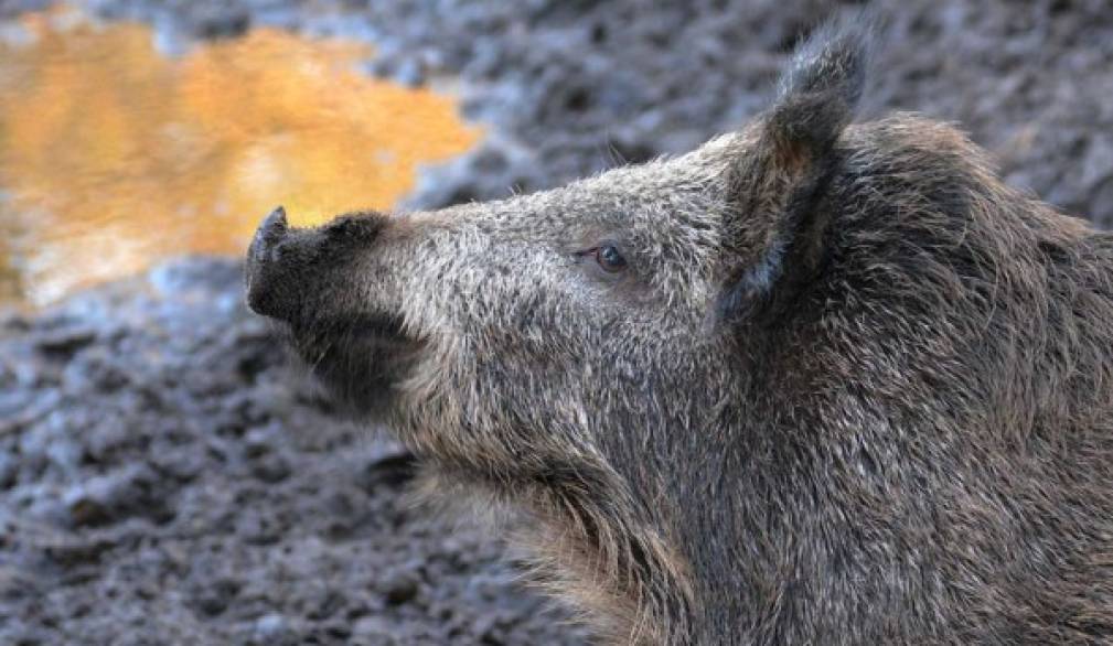 Nuovi ospiti in collina: cinghiali, volpi, presto anche i lupi Nuovi ospiti in collina: cinghiali, volpi, presto anche i lupi