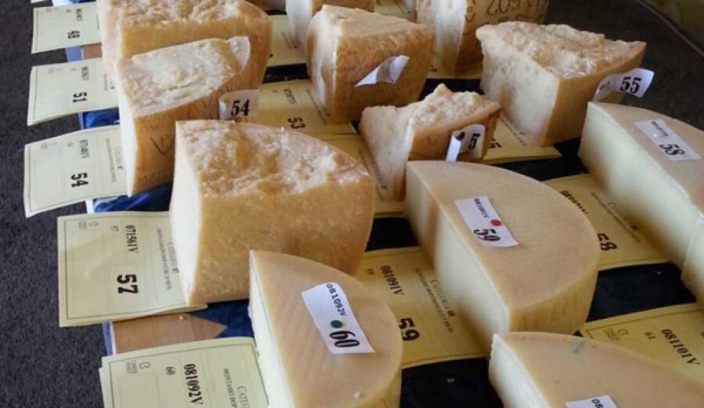 Riecco Caseus Veneti, il concorso che premia i migliori formaggi Riecco Caseus Veneti, il concorso che premia i migliori formaggi