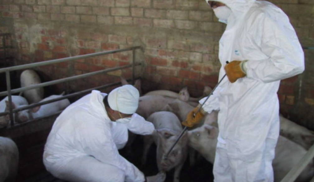 Influenza suina, nessun problema a consumare carne di maiale Influenza suina, nessun problema a consumare carne di maiale