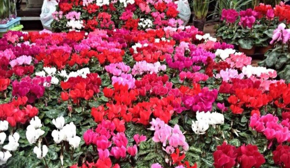 La primavera terribile dei vivaisti La primavera terribile dei vivaisti