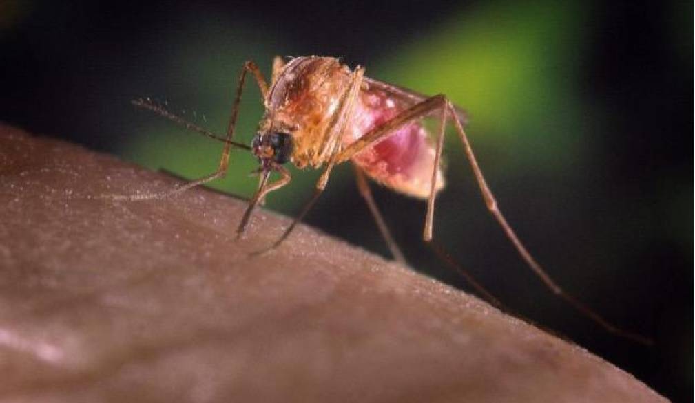 West Nile: “Niente allarmismi ma massima attenzione e sorveglianza” West Nile: “Niente allarmismi ma massima attenzione e sorveglianza”