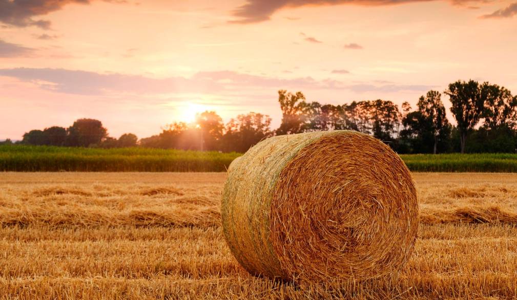 Coldiretti: necessarie precauzioni per evitare i rischi causati dal caldo Coldiretti: necessarie precauzioni per evitare i rischi causati dal caldo