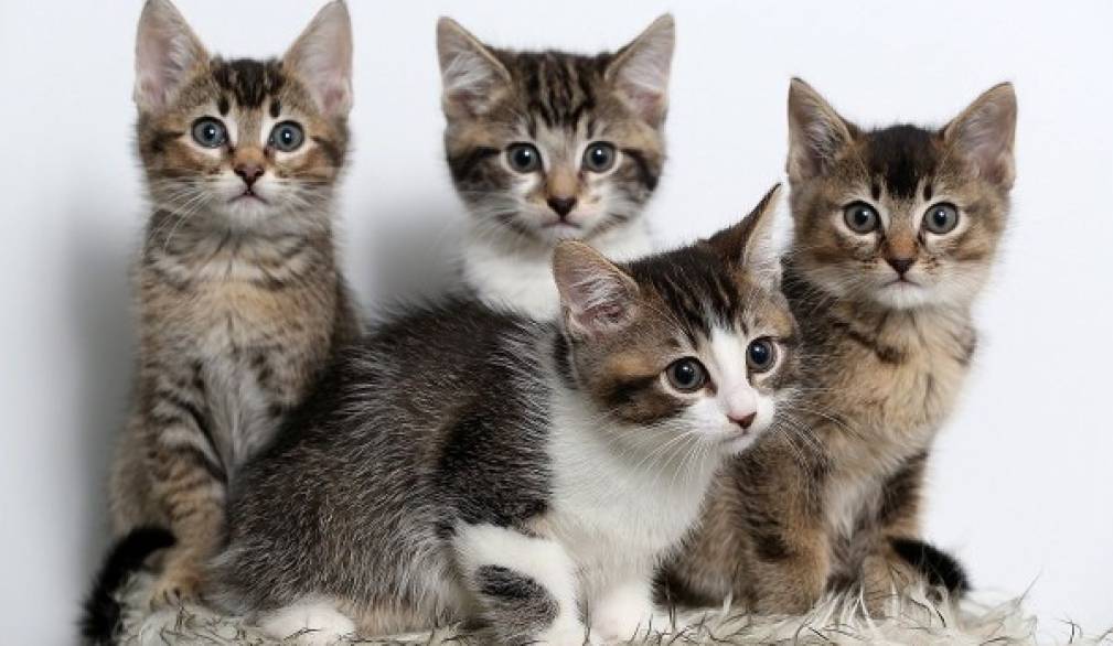 Treviso: il Comune si farà carico delle spese di assistenza dei gattini abbandonati Treviso: il Comune si farà carico delle spese di assistenza dei gattini abbandonati