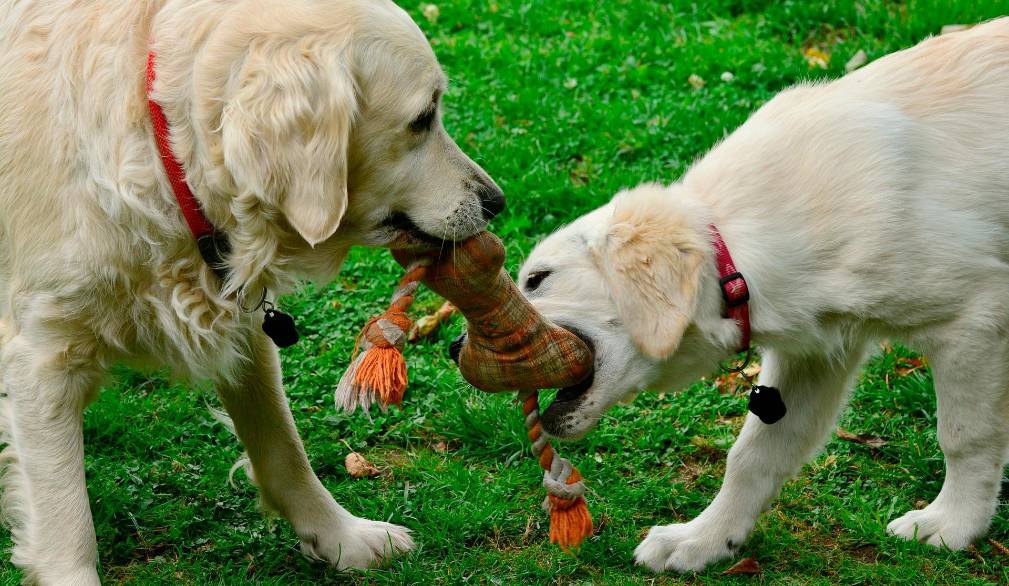 La legge Brambilla a tutela degli esseri animali