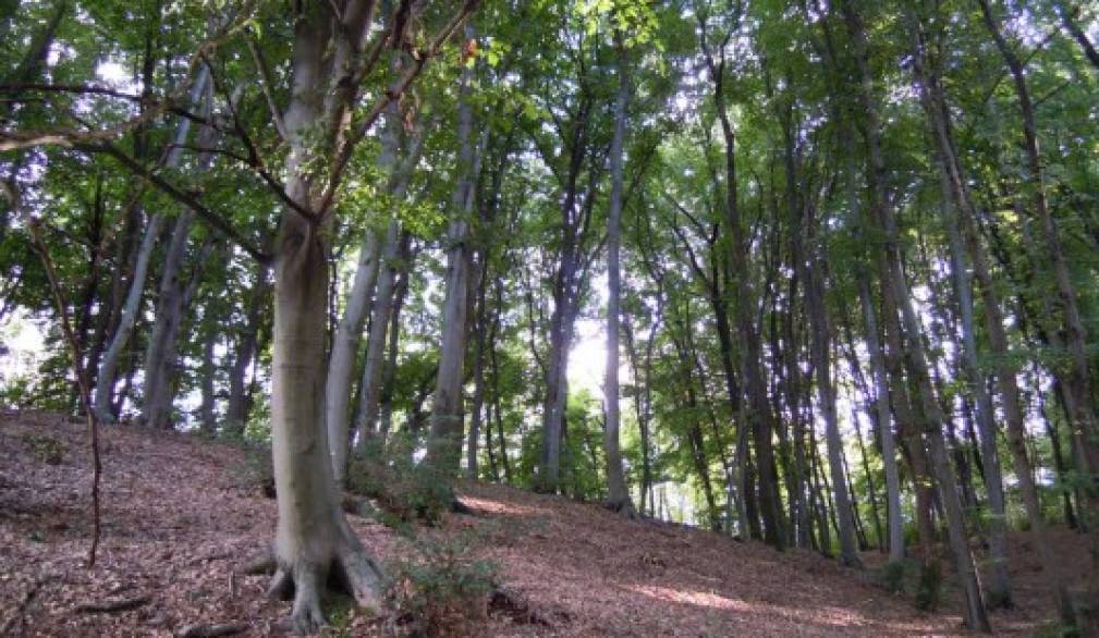 Rinasce il bosco Montello? Rinasce il bosco Montello?