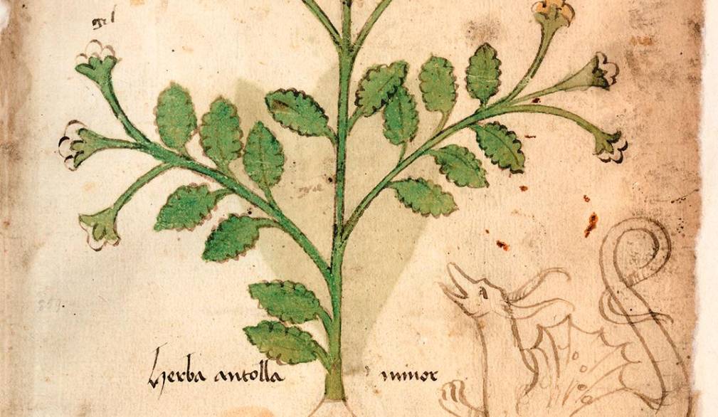 Gli erbari in mostra alla Tipoteca di Cornuda Gli erbari in mostra alla Tipoteca di Cornuda