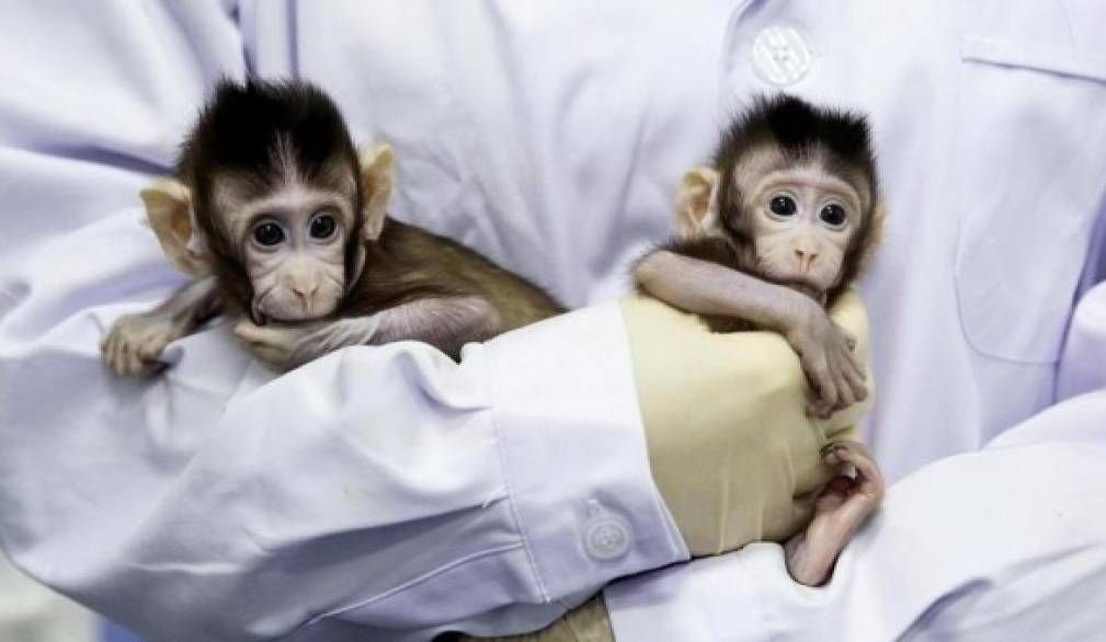 Clonazione, Scienza e Vita: "Possibile su animali a certe condizioni, ferma condanna per ogni applicazione su esseri umani" Clonazione, Scienza e Vita: "Possibile su animali a certe condizioni, ferma condanna per ogni applicazione su esseri umani"