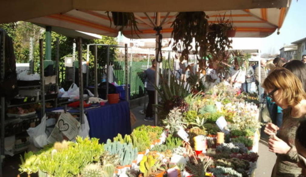 Florovivaismo, in tanti a Bessica per la tradizionale Fiera Florovivaismo, in tanti a Bessica per la tradizionale Fiera