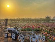 Villorba, Nonno Andrea: dal 21 marzo la raccolta dei tulipani