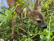 Centro recupero fauna selvatica: nel Trevigiano soccorsi 2.091 esemplari