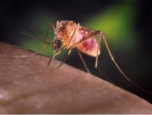West Nile: “Niente allarmismi ma massima attenzione e sorveglianza”