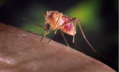 West Nile: “Niente allarmismi ma massima attenzione e sorveglianza”