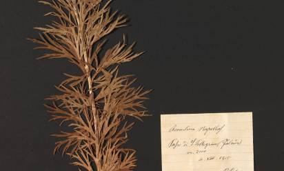 Asolo riscopre l’erbario di Pio Bolzon. In mostra un patrimonio di grande valore