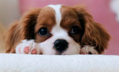 Animali domestici: c’è bisogno di compagnia