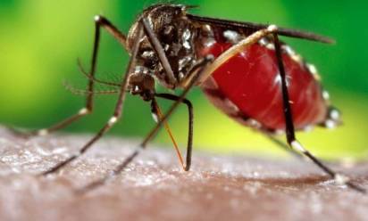 Casi di dengue in Alta padovana, scatta il piano dell'Ulss 15