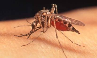 Veneto Orientale: si intensifica la lotta alle zanzare infette del virus West Nile