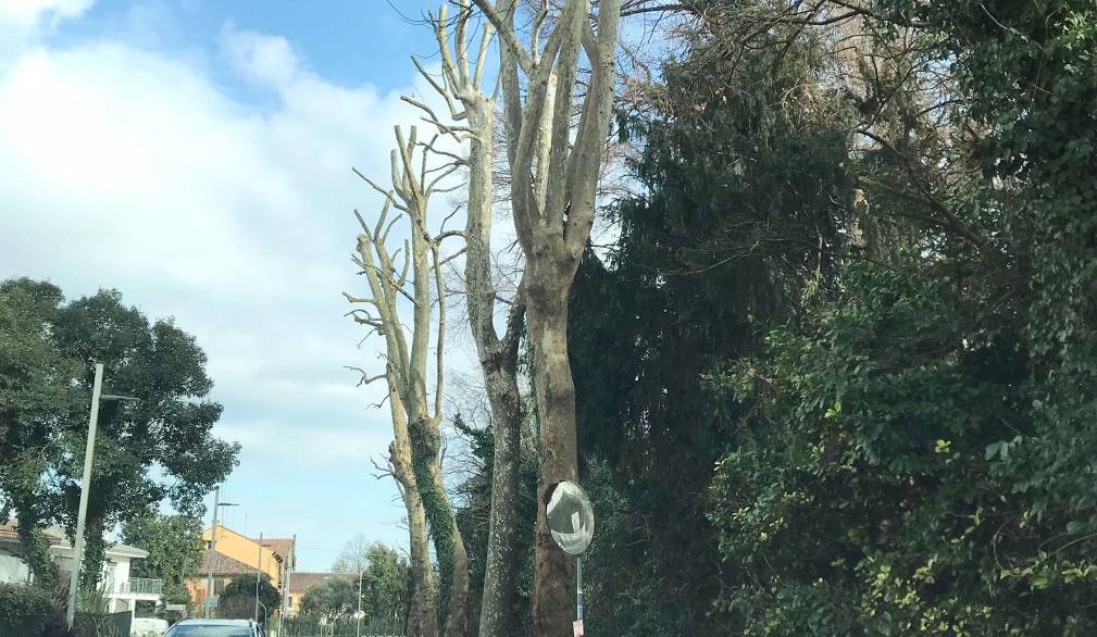 Ferite al verde pubblico: pioggia di segnalazioni