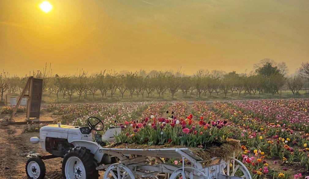 Villorba, Nonno Andrea: dal 21 marzo la raccolta dei tulipani