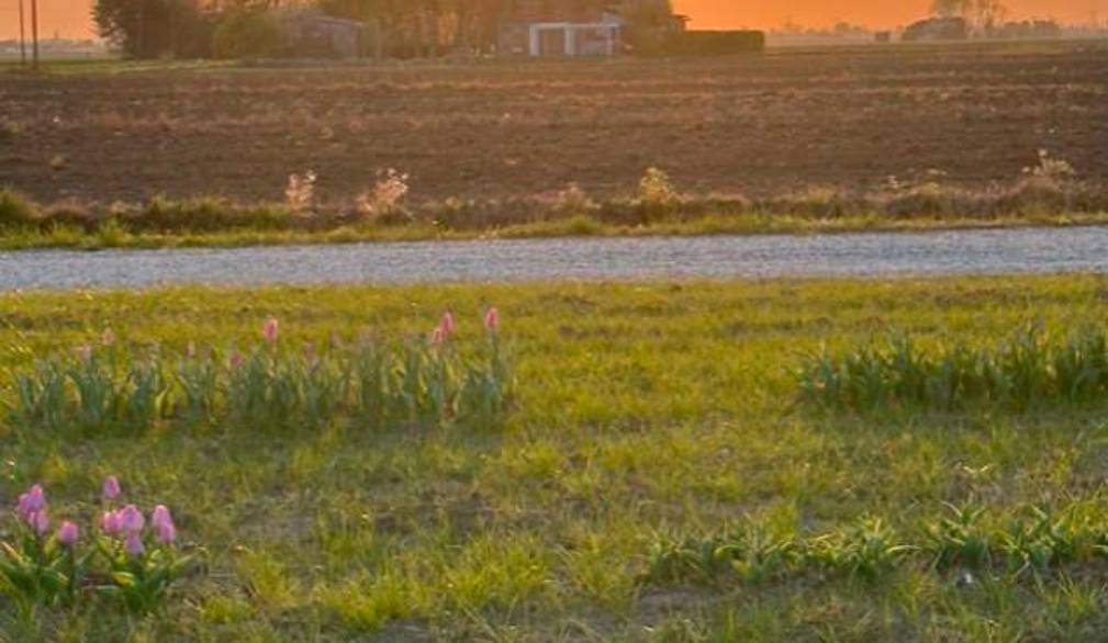Il campo di tulipani in ricordo di Michela si è spostato da Sant’Andrea a Zenson di Piave, nell’azienda agricola Villa Rosa