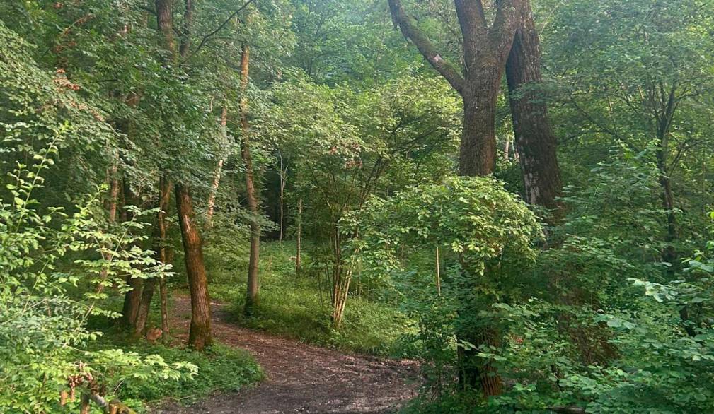 Il bosco di Fagarè si estende su 150 ettari ed è un sito di importanza comunitaria