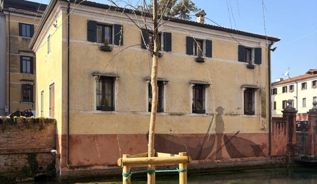 Ai Buranelli torna il salice