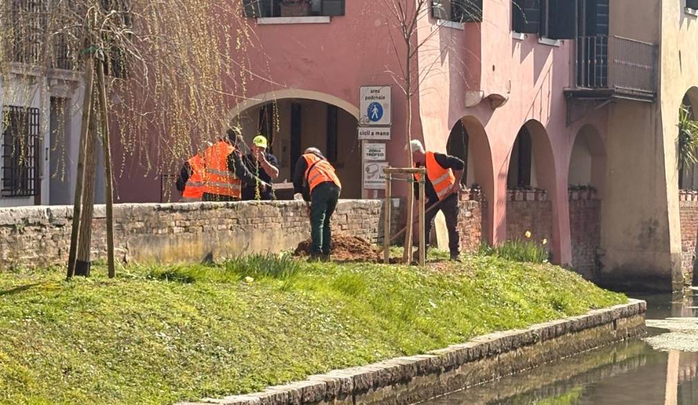 Ai Buranelli torna il salice