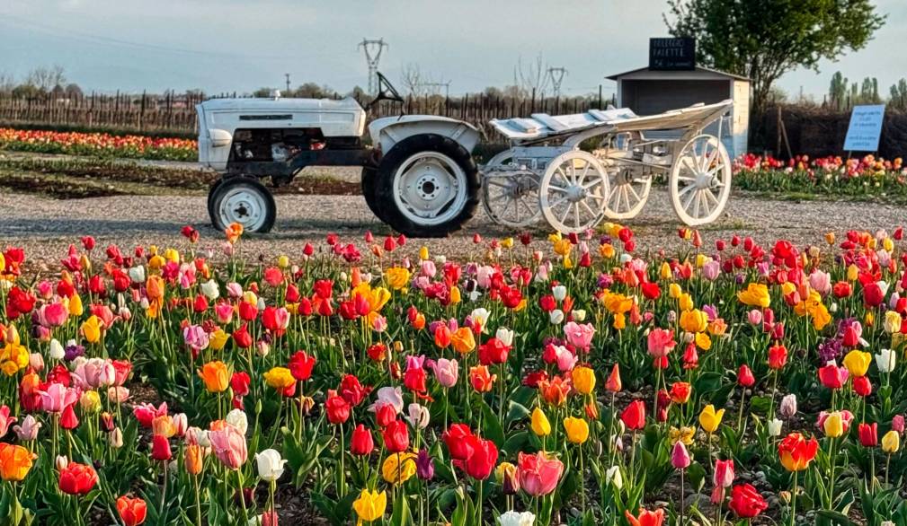 Da metà marzo tornano i campi di tulipani nell’azienda agricola Nonno Andrea