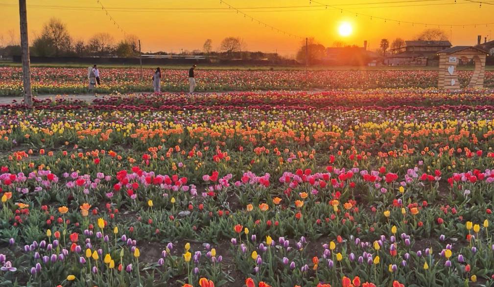 Da metà marzo tornano i campi di tulipani nell’azienda agricola Nonno Andrea