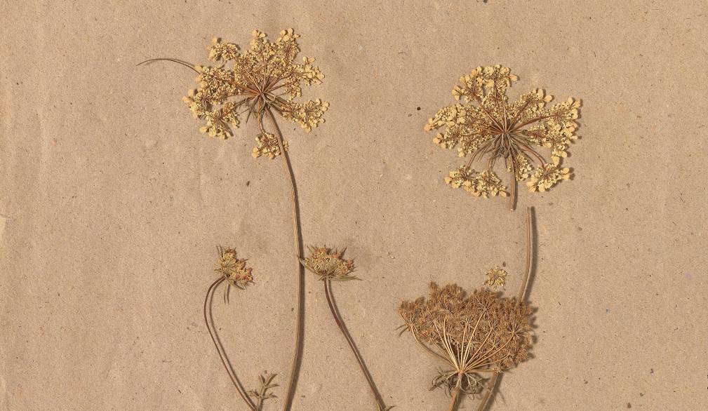 Asolo riscopre l’erbario di Pio Bolzon. In mostra un patrimonio di grande valore