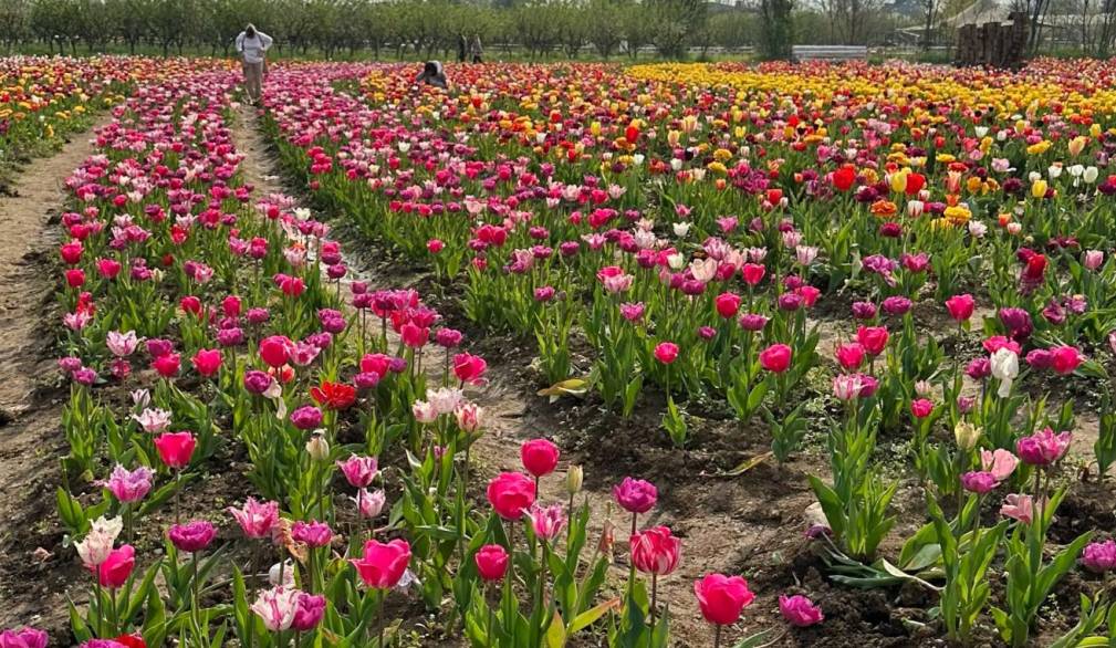 Villorba, Nonno Andrea: dal 21 marzo la raccolta dei tulipani