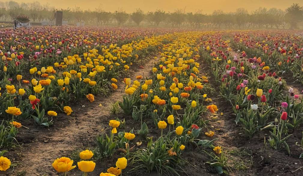Villorba, Nonno Andrea: dal 21 marzo la raccolta dei tulipani