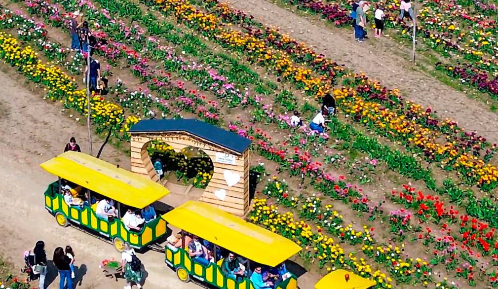 Da metà marzo tornano i campi di tulipani nell’azienda agricola Nonno Andrea
