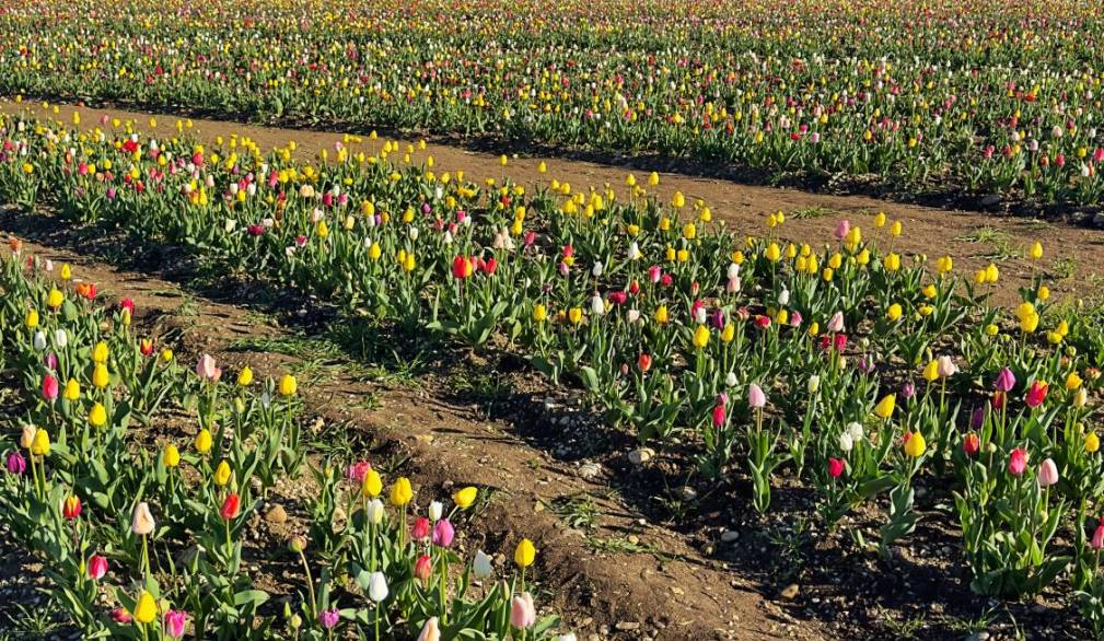 Villorba, Nonno Andrea: dal 21 marzo la raccolta dei tulipani