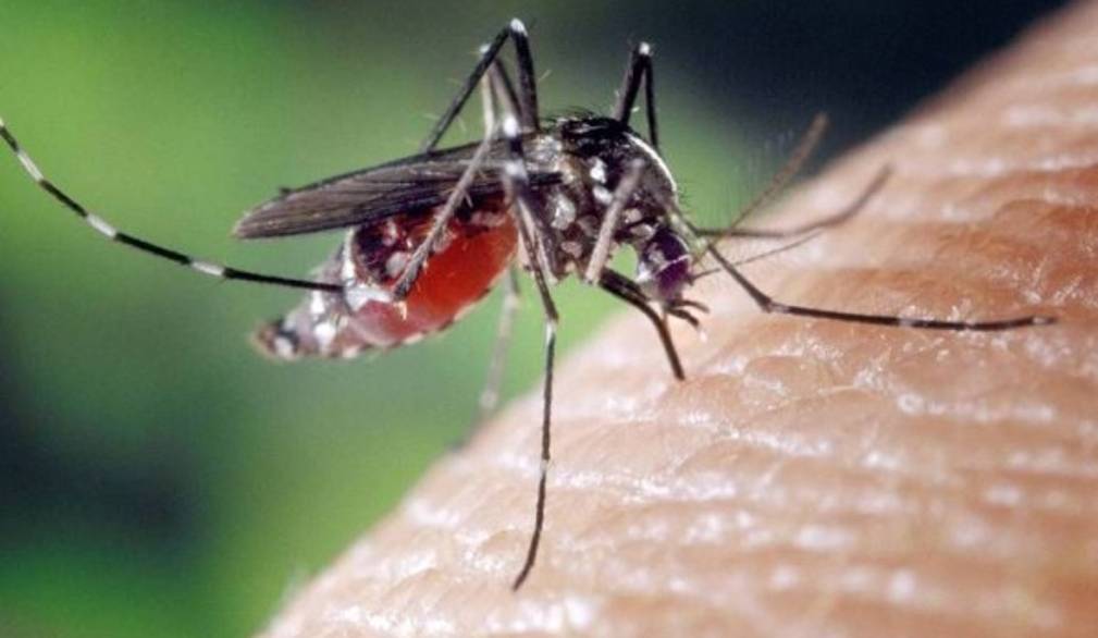 West Nile: in Veneto 105 casi e 5 decessi