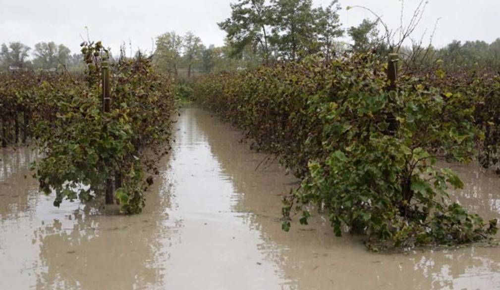 Maltempo: è stato di calamità per l'agricoltura