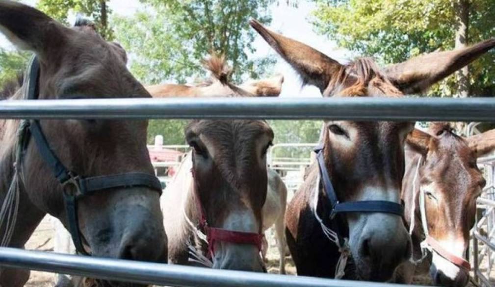 Torna la Fiera dei Mussi di Trebaseleghe