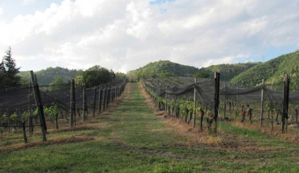 Gelate nei vigneti: la Fivi chiede la conta dei danni