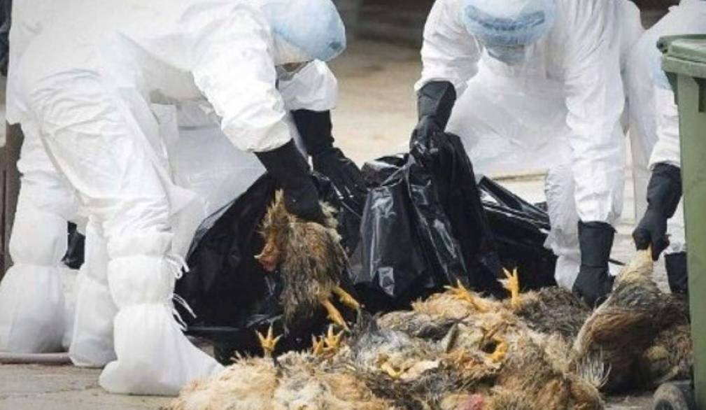 Aviaria, in Veneto convocato tavolo di crisi