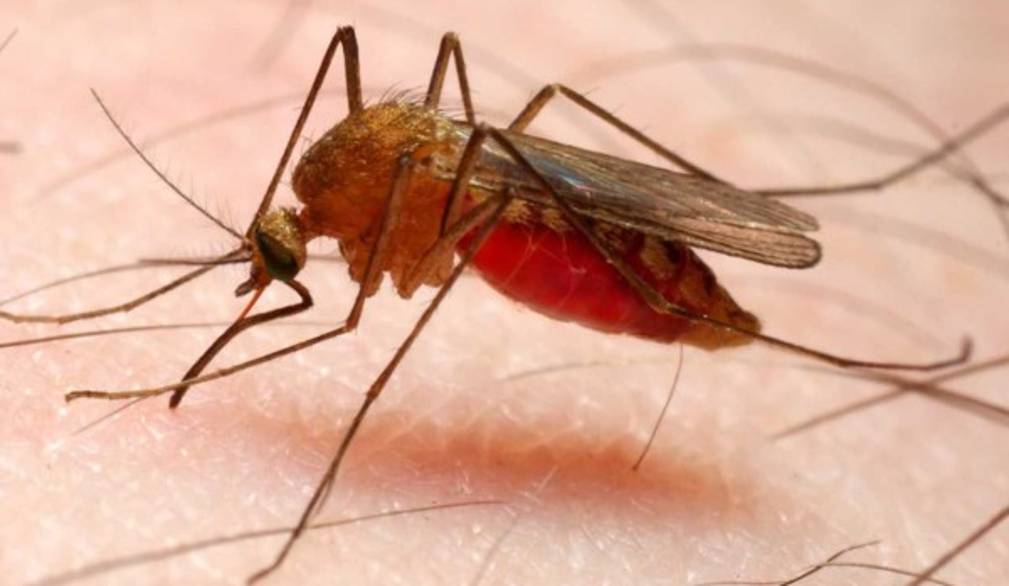 Caso malaria: dai medici inviti alla tranquillità