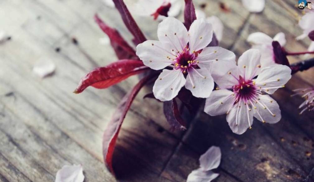 &quot;I nostri figli autistici, belli e fragili come fiori di ciliegio&quot;