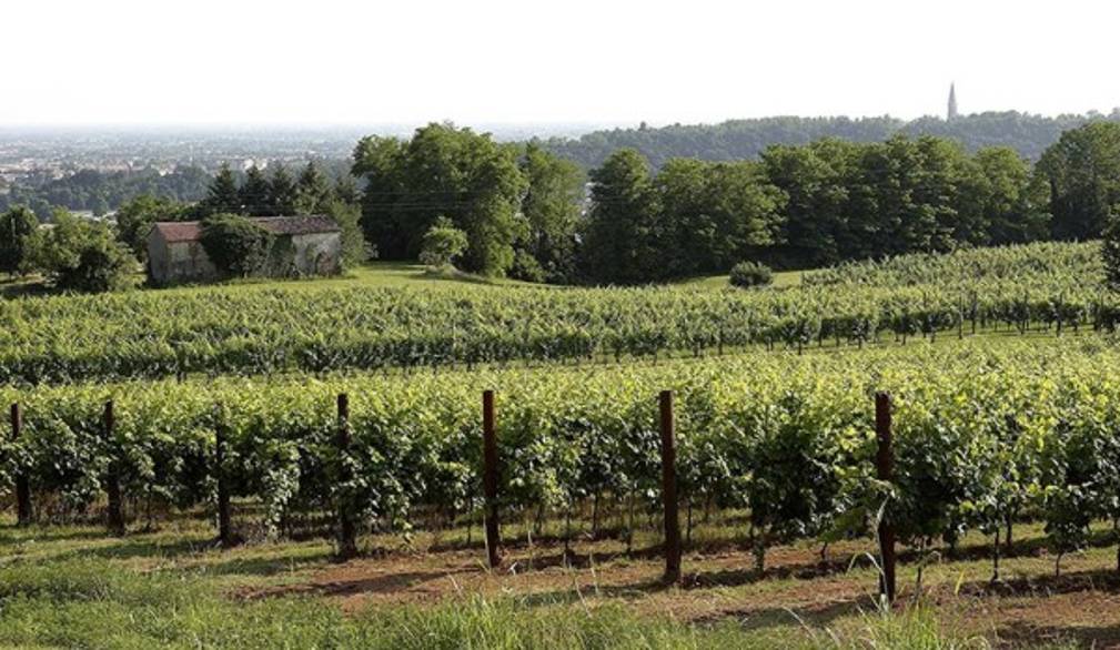 Montebelluna: un vigneto al posto del cemento